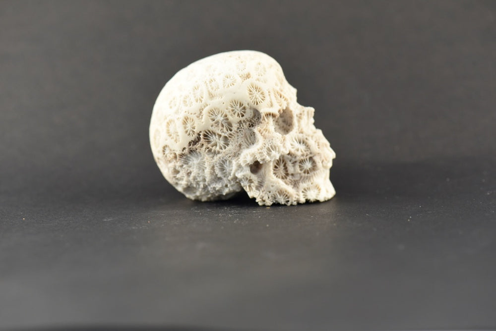 Coral Skull