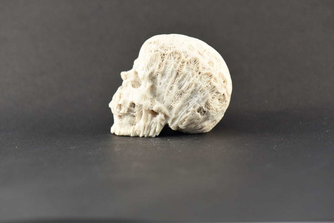 Coral Skull