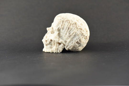 Coral Skull